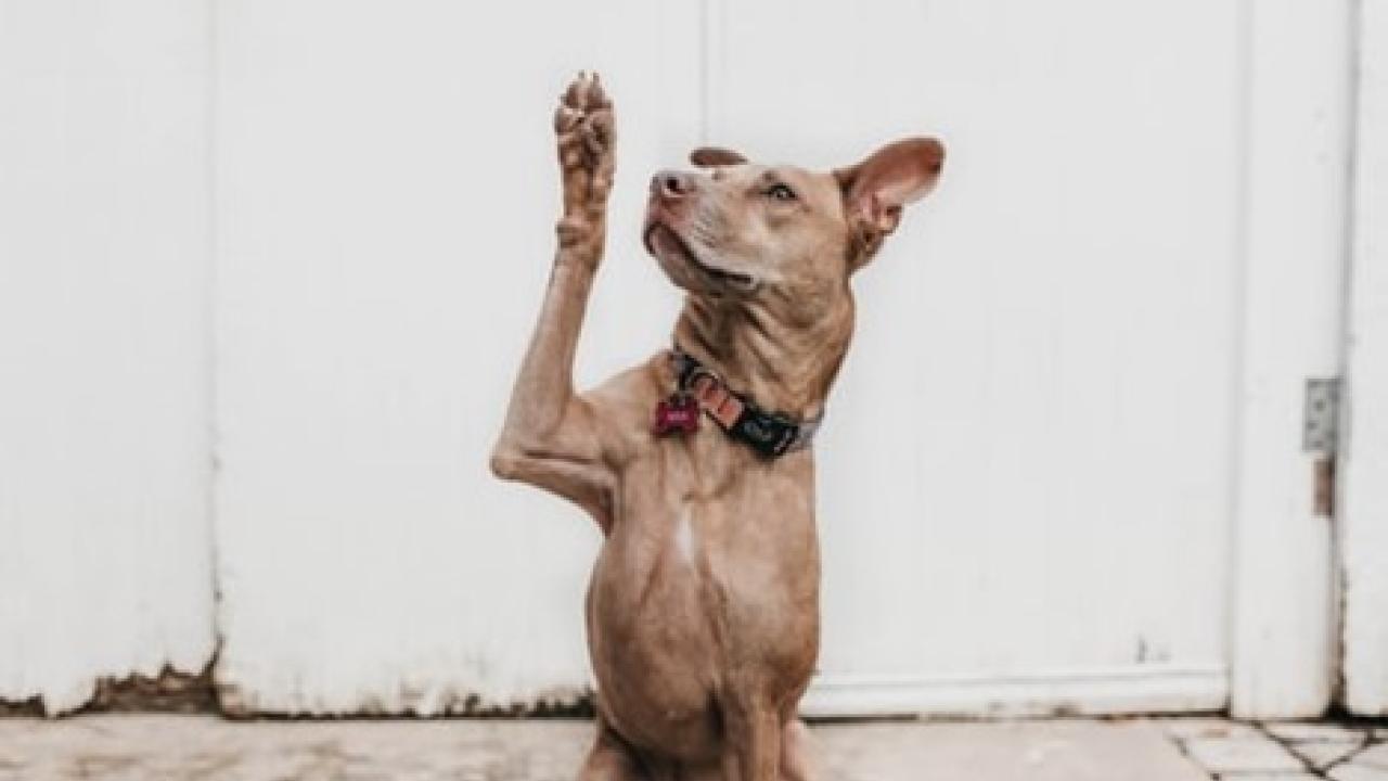 dog raising a paw like it has a question