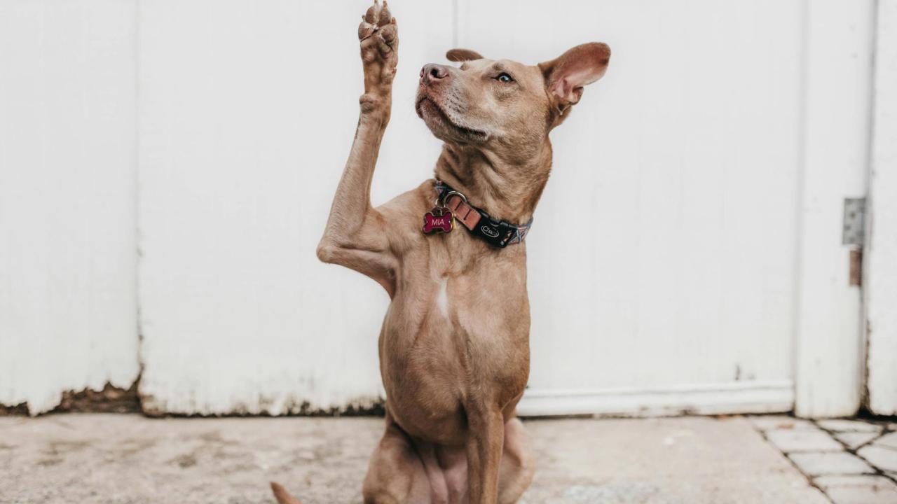 Dog raising a paw 