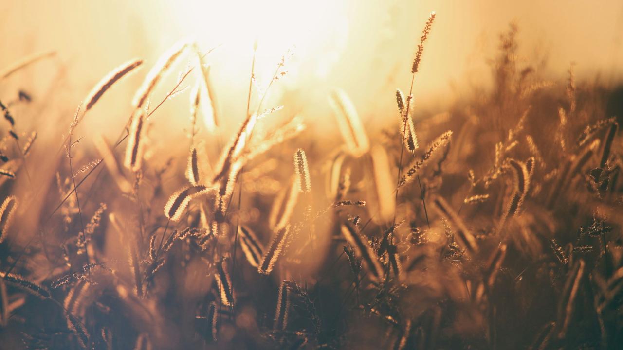 A field