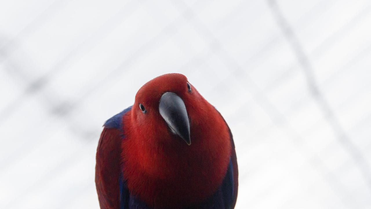 Bird with its head tilted like it has a question