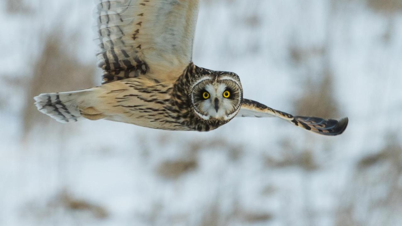 Owl flying with its wing up as if it has a question