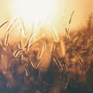 A field
